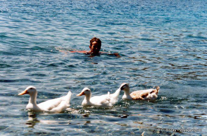 C'est la danse des canards à Sampatiki, Griechenland