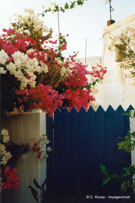 Bougainvillea in Chora, Anafi - Griechenland