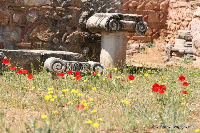 Poppies in Delphi - Griechenland