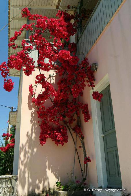 Bougainvillea in Aghios Nikitas, Lefkada - Griechenland