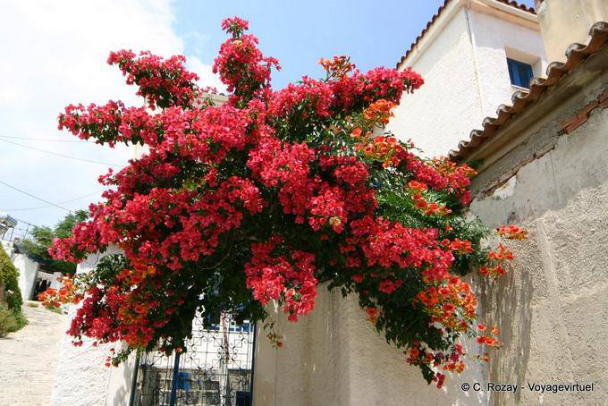 Spray von Bougainvillea, Poros - Griechenland