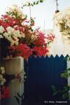 Bougainvillea in Chora, Anafi, Griechenland.