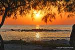 Milos, Pollonia, Sonnenuntergang auf einer Tamariske, Griechenland.