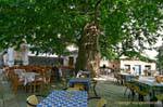 Terrasse unter einem riesigen Baum, Pinakates, Pilion, Griechenland.