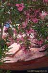Laurier floral pink, Trikeri Agia Kyriaki, Griechenland.