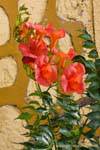 Rote Blumen in vor einer Wand, Trikeri Agia Kyriaki, Griechenland.
