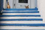 Katze auf der Treppe, Trikeri Agia Kyriaki, Griechenland.