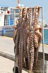 Octopus Trocknen auf den Hafen, Poros, Griechenland.