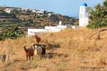 Sifnos, Apollonia, Ziegen, Griechenland.