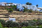 Sifnos, Felder und Häuser in Spalier, Kato Petali, Griechenland.