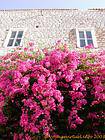 Bougainvillea an der Wand, Hydra, Griechenland.