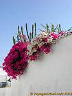 Kakteen und Bougainvilleen, Hydra, Griechenland.