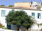 Alter Baum, Hydra, Griechenland.