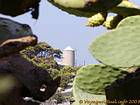 Cactus und Mühle, Hydra, Griechenland.