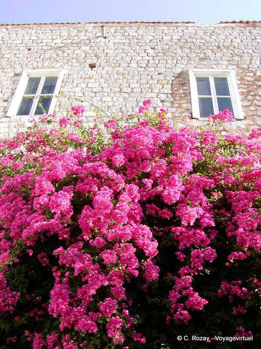 Bougainvillea an der Wand, Hydra - Griechenland