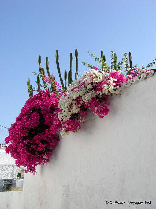 Kakteen und Bougainvilleen, Hydra - Griechenland