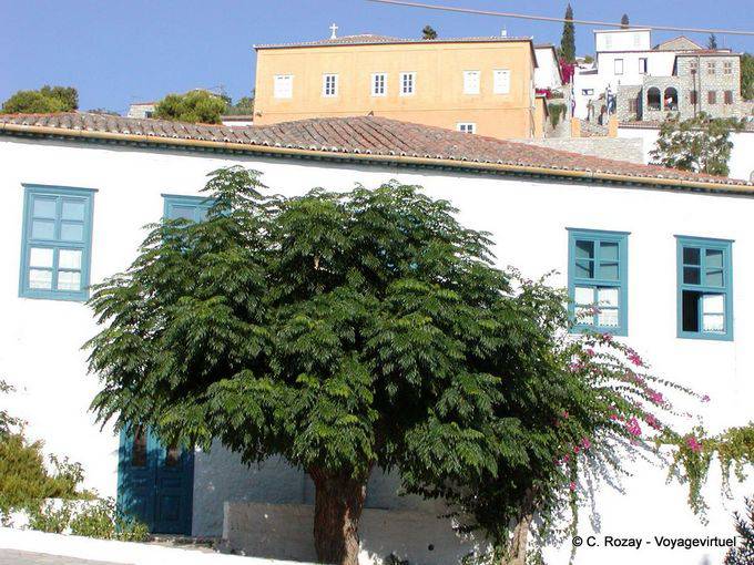Alter Baum, Hydra - Griechenland