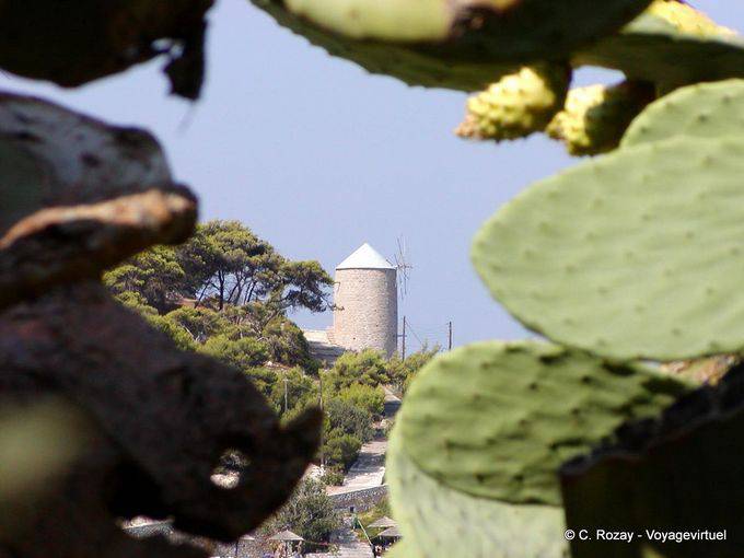 Cactus und Mühle, Hydra - Griechenland