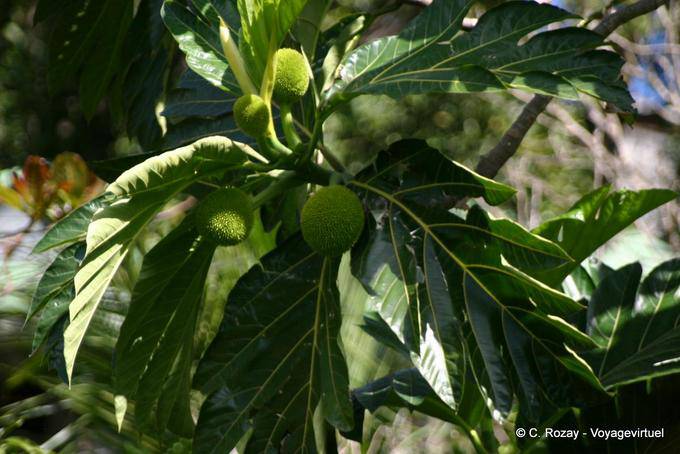 Fwiyapen, Fruchtbrotfrucht (Artocarpus altilis) - Guadeloupe