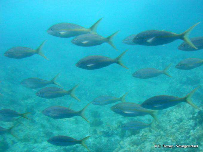 Unterwasser-Atmosphäre, Tauchen Malendure - Guadeloupe