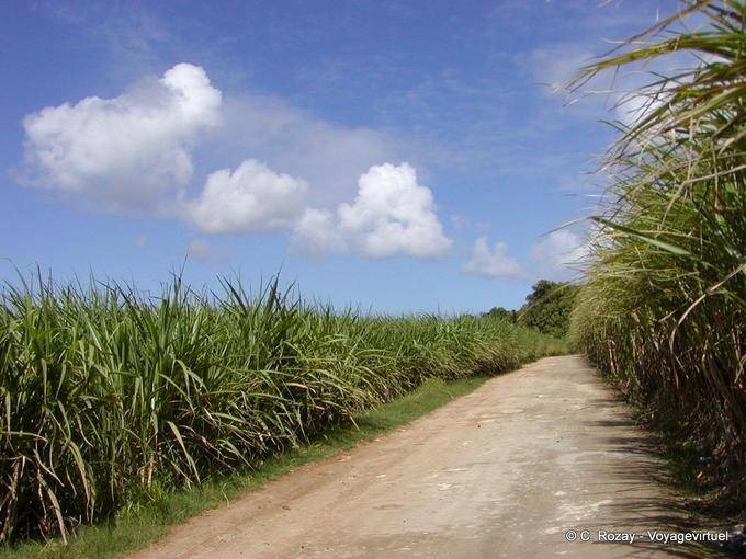 Zwischen zwei Zuckerrohrfeldern, Guadeloupe - Guadeloupe
