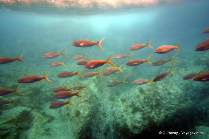 Banc von bunten Fischen, Tauchen Malendure, Pigeon Islet - Guadeloupe