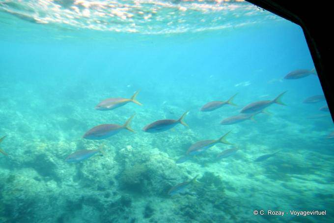 Fischgang, Tauchboot in die Islet Pigeon - Guadeloupe