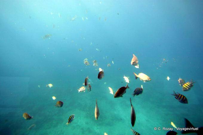 Fisch und durchdringenden Licht, Unterwasser in Richtung des Inselchen Pigeon - Guadeloupe