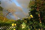 Wolken, Blumen und Abendlicht, um Pointe-Noire, Guadeloupe.