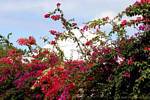 Hedge bunte Bougainvillea, Plessis Nogent, Guadeloupe.