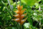 Heliconia caribaea gelb oder balisier Karibik, Guadeloupe, Guadeloupe.
