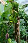 Bündel Bananen auf einem Bananen, Guadeloupe, Guadeloupe.