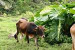 Ein Stier in der Guadeloupe-Kampagne, Guadeloupe.