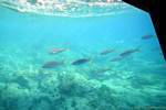 Fischgang, Tauchboot in die Islet Pigeon, Guadeloupe.