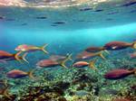 Banc von bunten Fischen, Tauchen Malendure, Pigeon Islet, Guadeloupe.