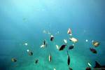 Fisch und durchdringenden Licht, Unterwasser in Richtung des Inselchen Pigeon, Guadeloupe.