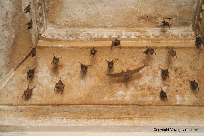 Jaisalmer Gadi Sagar Tank Chauve Souris - Indien