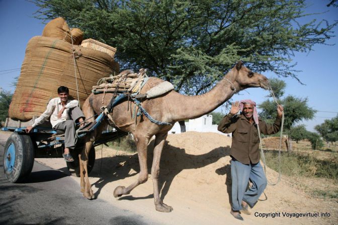 Jhunjhunu Chameau De Trait - Indien