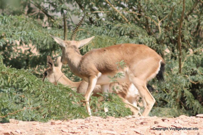 Osyan Antilopes Prises Au Vol - Indien