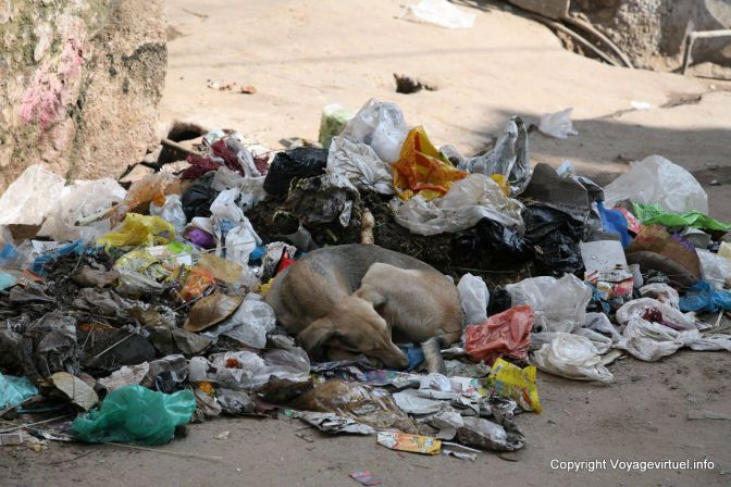 Pushkar Chien Dans Les Ordures - Indien