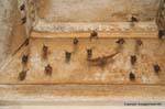 Jaisalmer gadi sagar tank chauve souris.