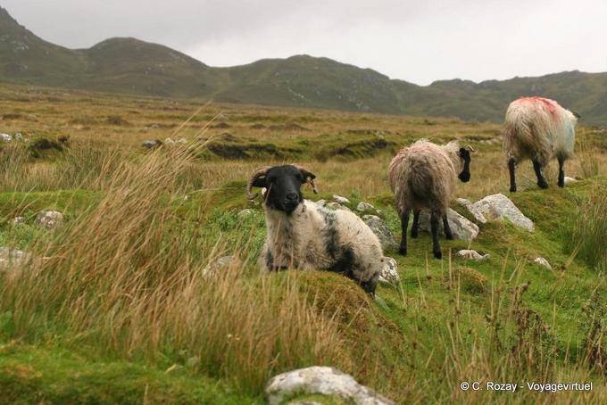 Schwarzköpfige Schafe, Achill Island - Irland