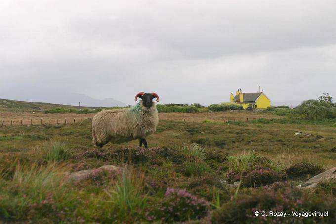 Moutin aux cornes rouges, Irland