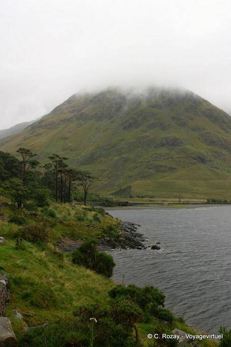 Kiefern am Ufer des Lough Doo, R335 Sligo - Irland