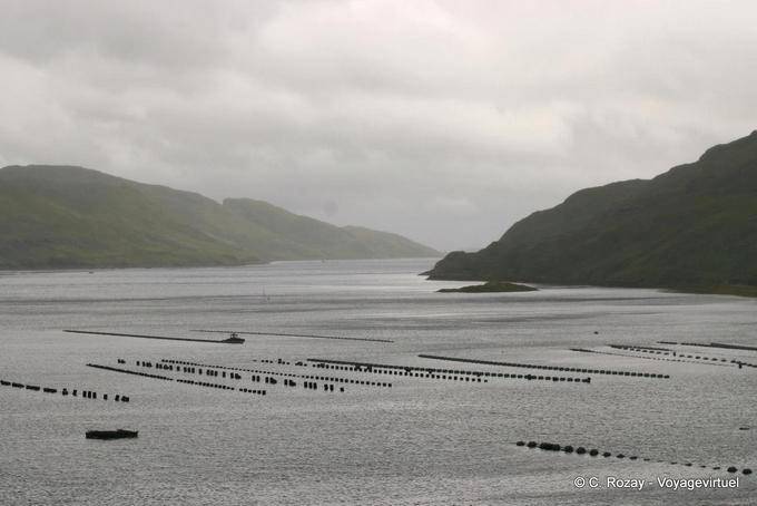 Fischzucht in Killary Harbour - Irland