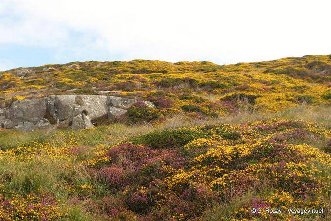 Vegetation bunten Blumen, Connemara Clifden Sky Road - Irland
