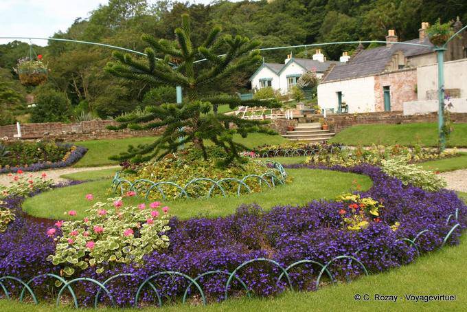 Parterre und Araucaria im viktorianischen Garten, Connemara Kylemore Abbey - Irland