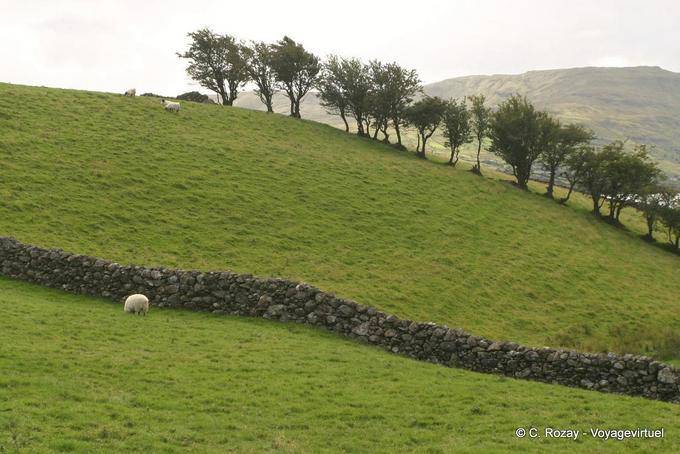 Hill Welligkeit und Steinmauer, Connemara - Irland