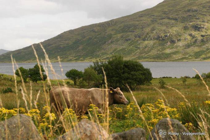 Kuh auf dem Land, Connemara - Irland