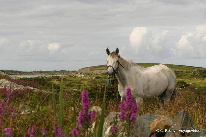 Blumen und weißen Pferd, Connemara Galway - Irland
